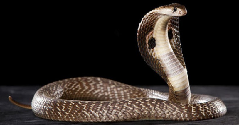 Foto di un Serpente cobra